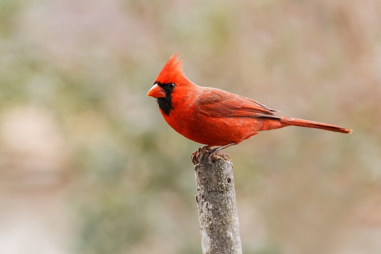 A male Northern Cardinal perches atop a branch.