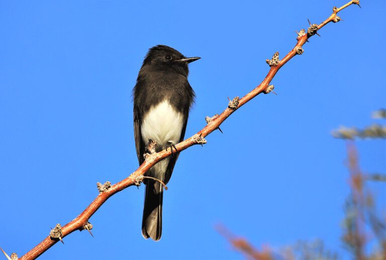 A Black Phoebe perched on a snag.