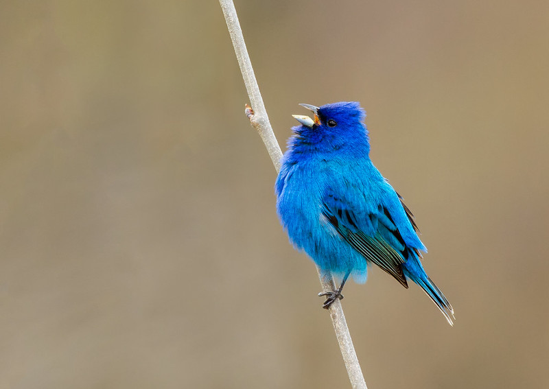 A singing male Indigo Bunting.