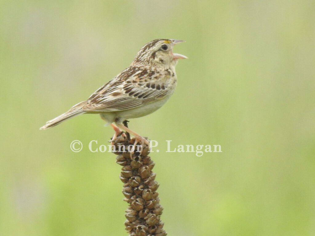 A singing Grasshopper Sparrow on a common mullen plant.