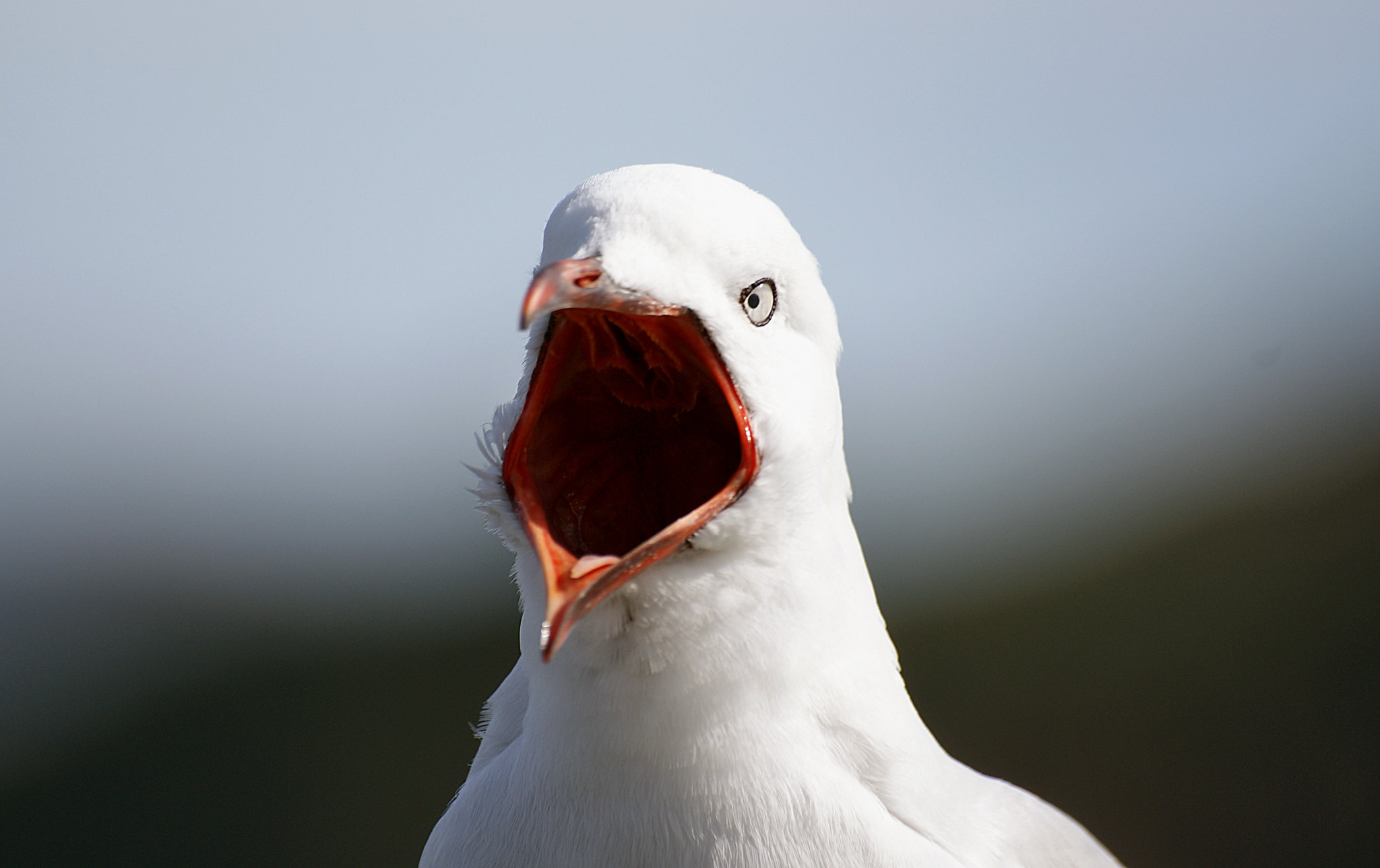 A Red-billed Gull with its mouth open.