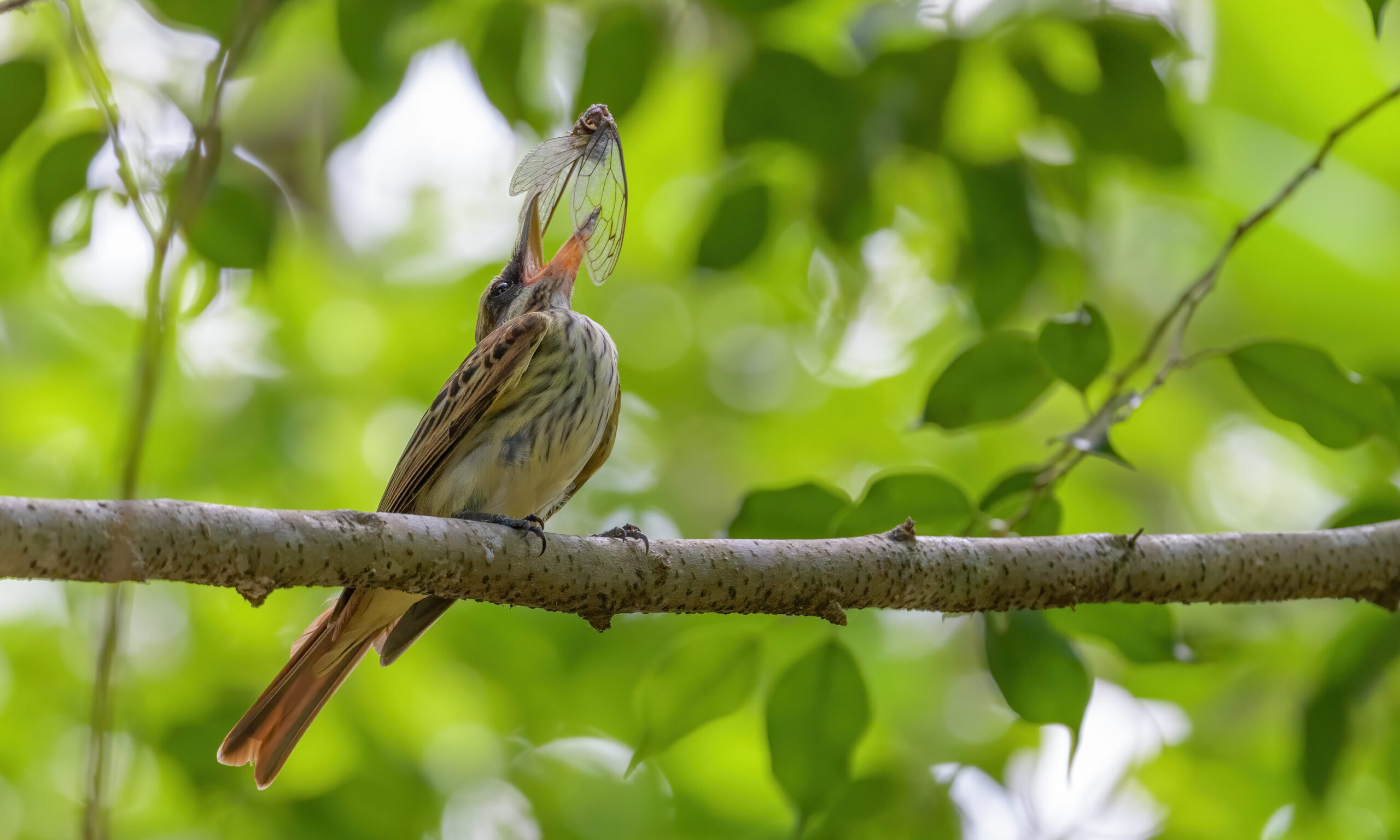 A Streaked Flycatcher eating a cicada.