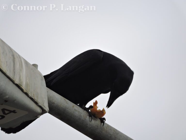 Do crows eat other birds? Here, a Fish Crow feasts on a fruit.