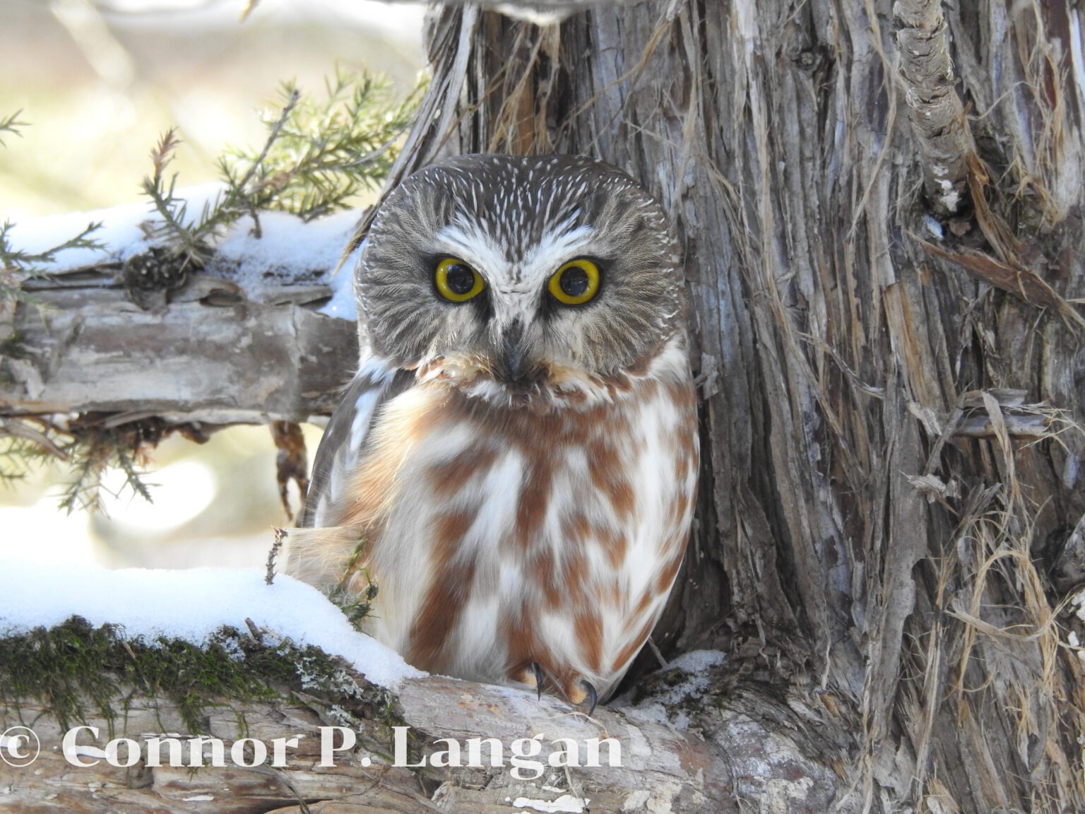 Do Owls Eat Bats? Reasons and Methods of Capture