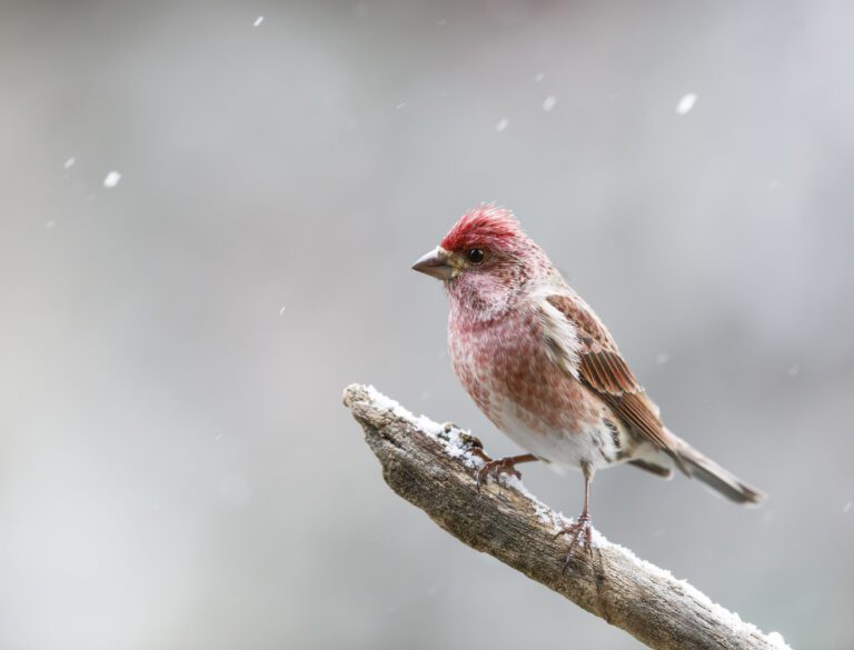 A male Purple Finch perched on a branch in the snow.