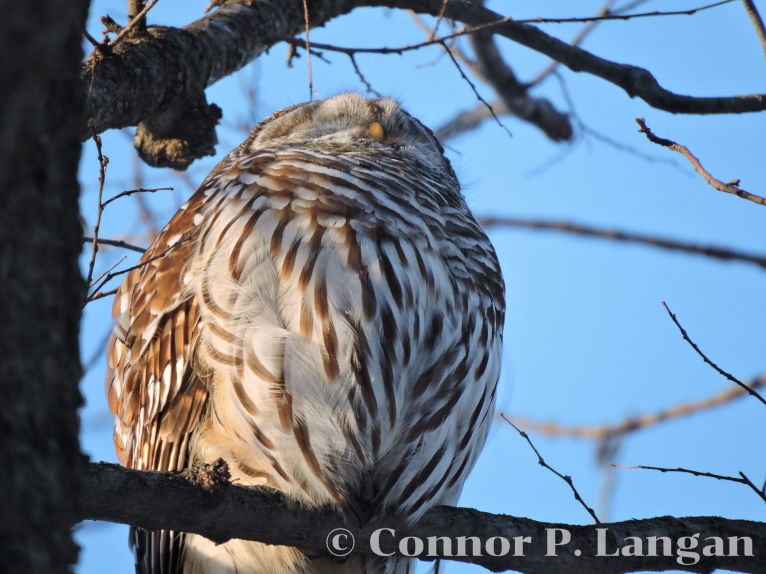 Do Owls Hibernate In The Winter Owl Hibernation Myths And Facts