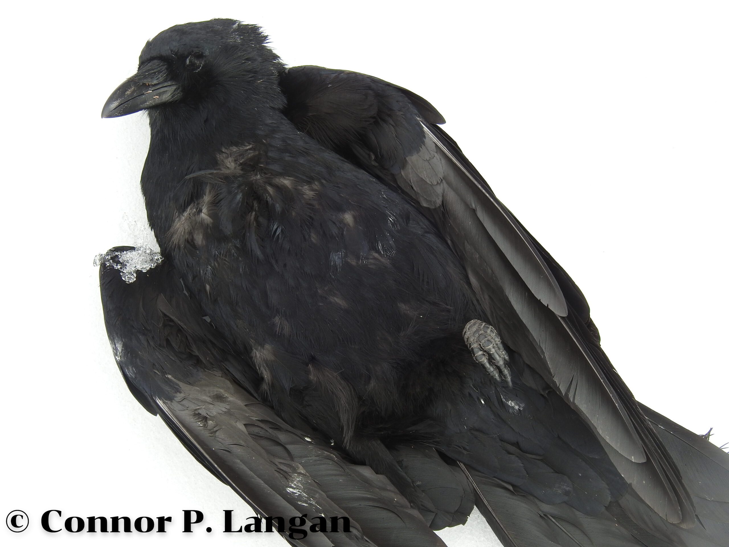 An American Crow lies dead in the snow.