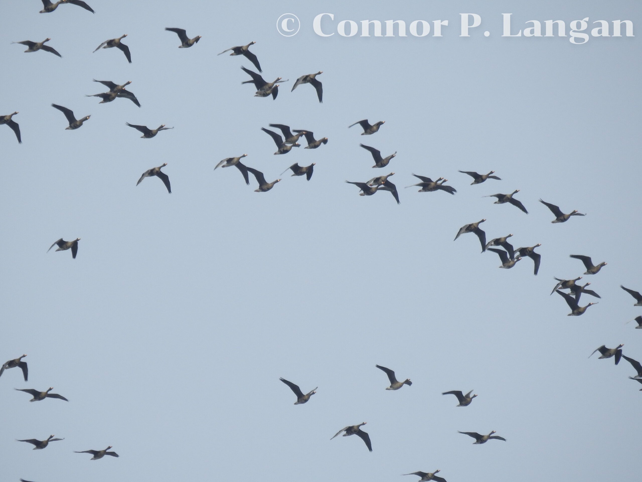 A group of Greater White-fronted Geese fly overhead.