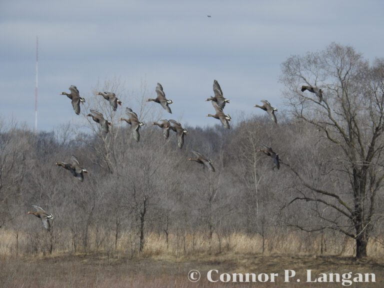 A group of Greater White-fronted Geese descends on a lake.