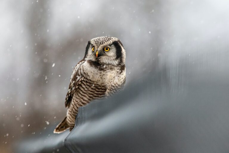Do Owls Hibernate In The Winter Owl Hibernation Myths And Facts