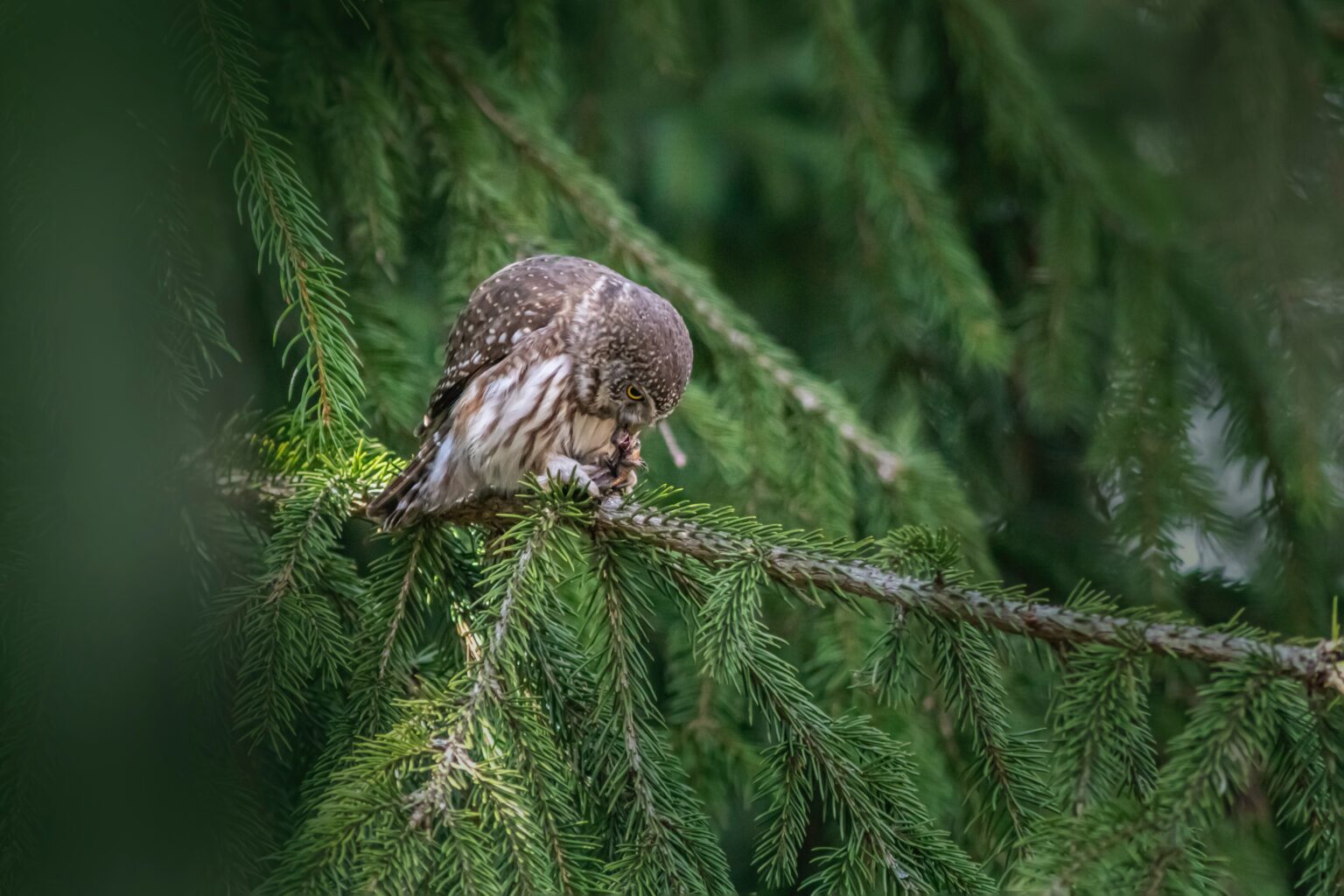 Do Owls Eat Bats? Reasons and Methods of Capture