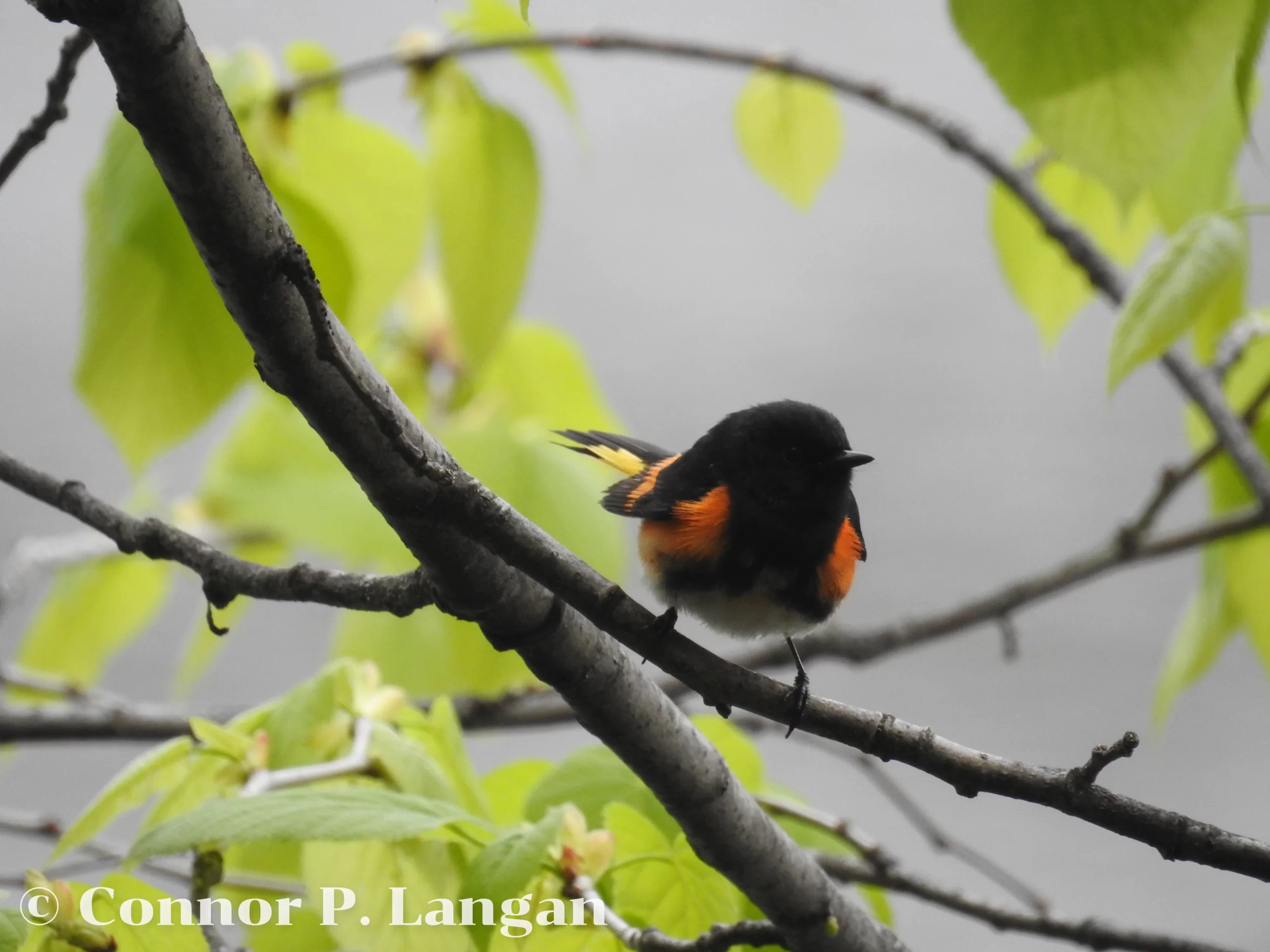 A male American Redstart perches in a forest canopy.