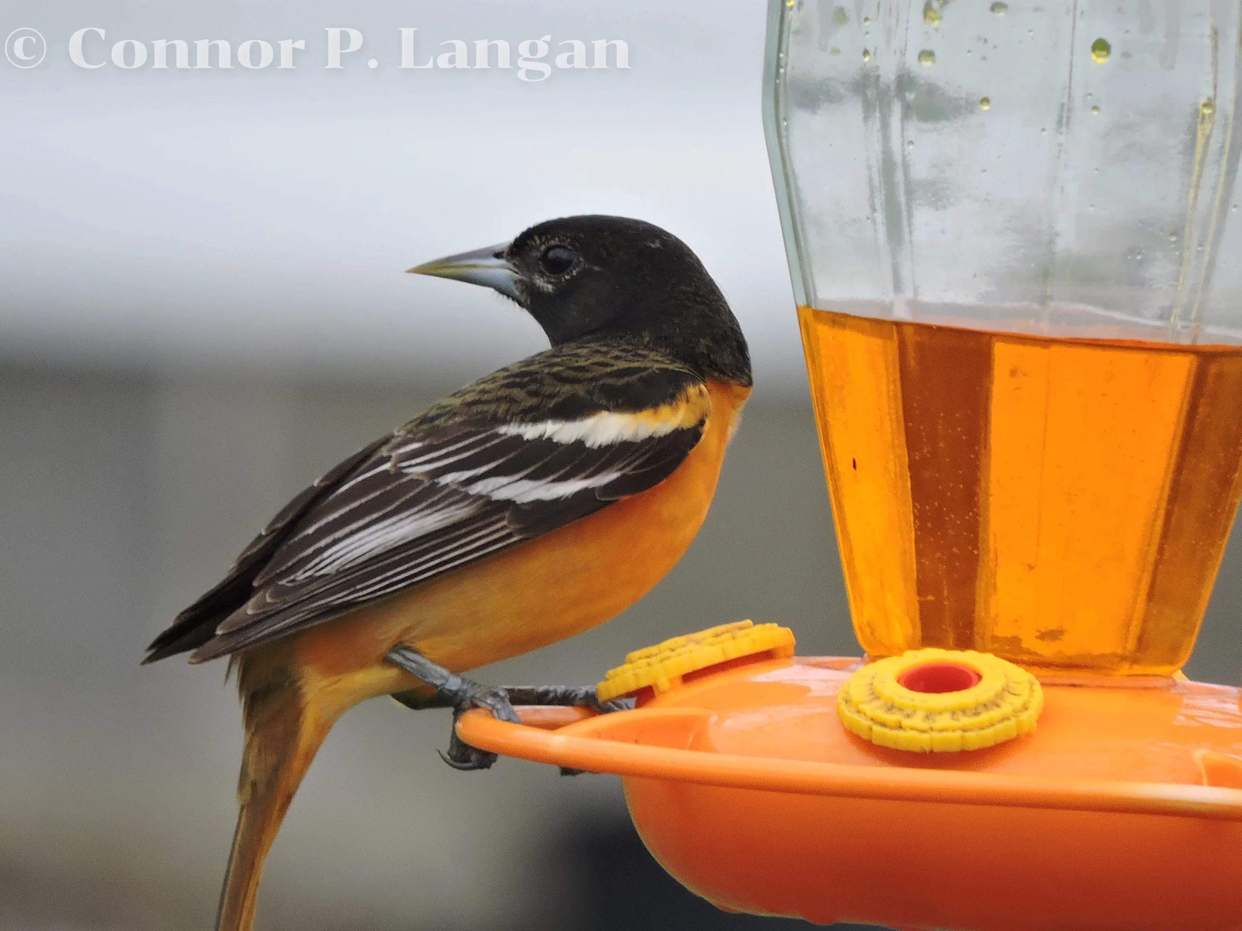 A male Baltimore Oriole prepares to drink from a hummingbird feeder.