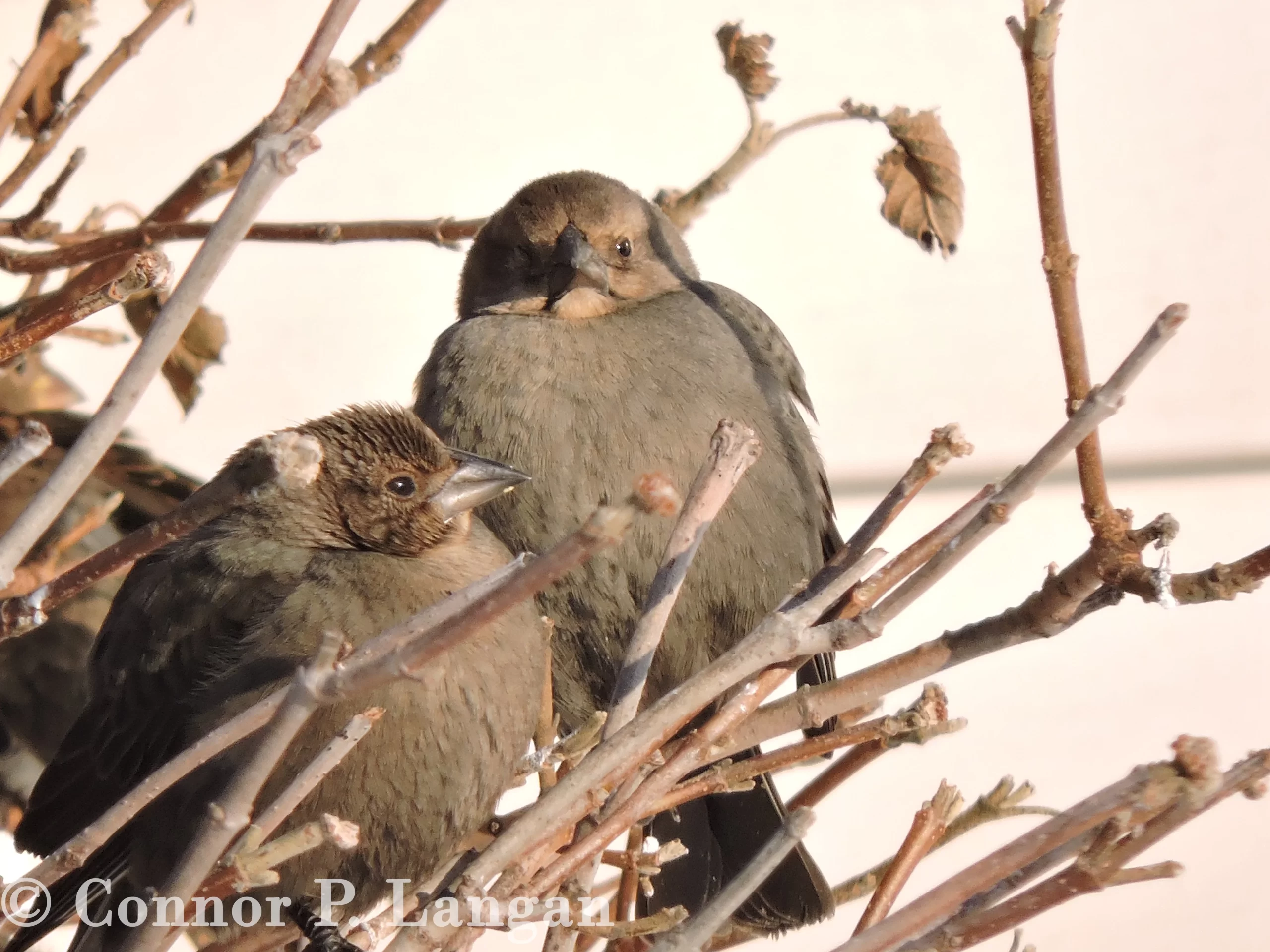 Two female Brown-headed Cowbirds sit in a shrub.