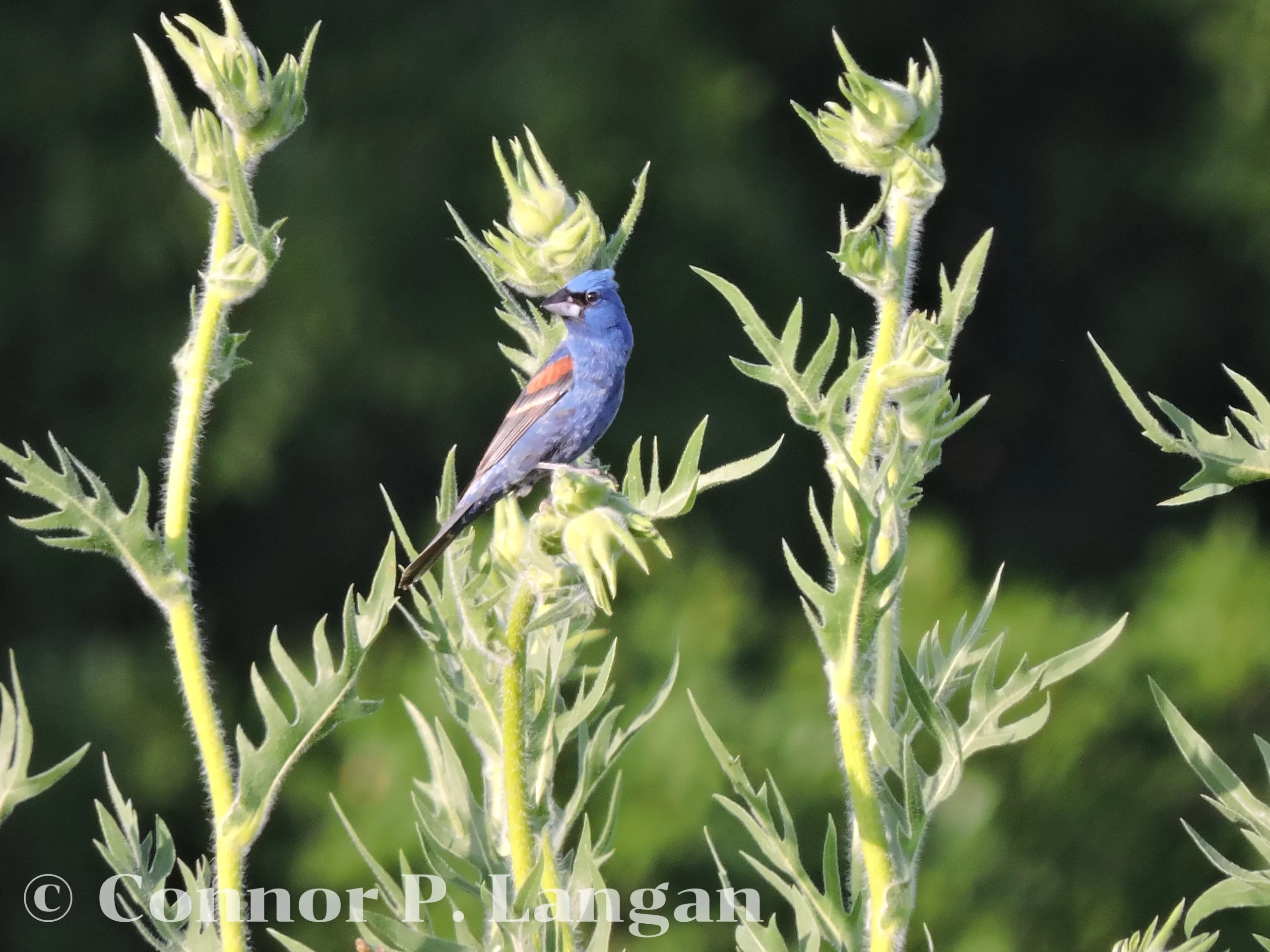 A male Blue Grosbeak sits atop a compassplant.