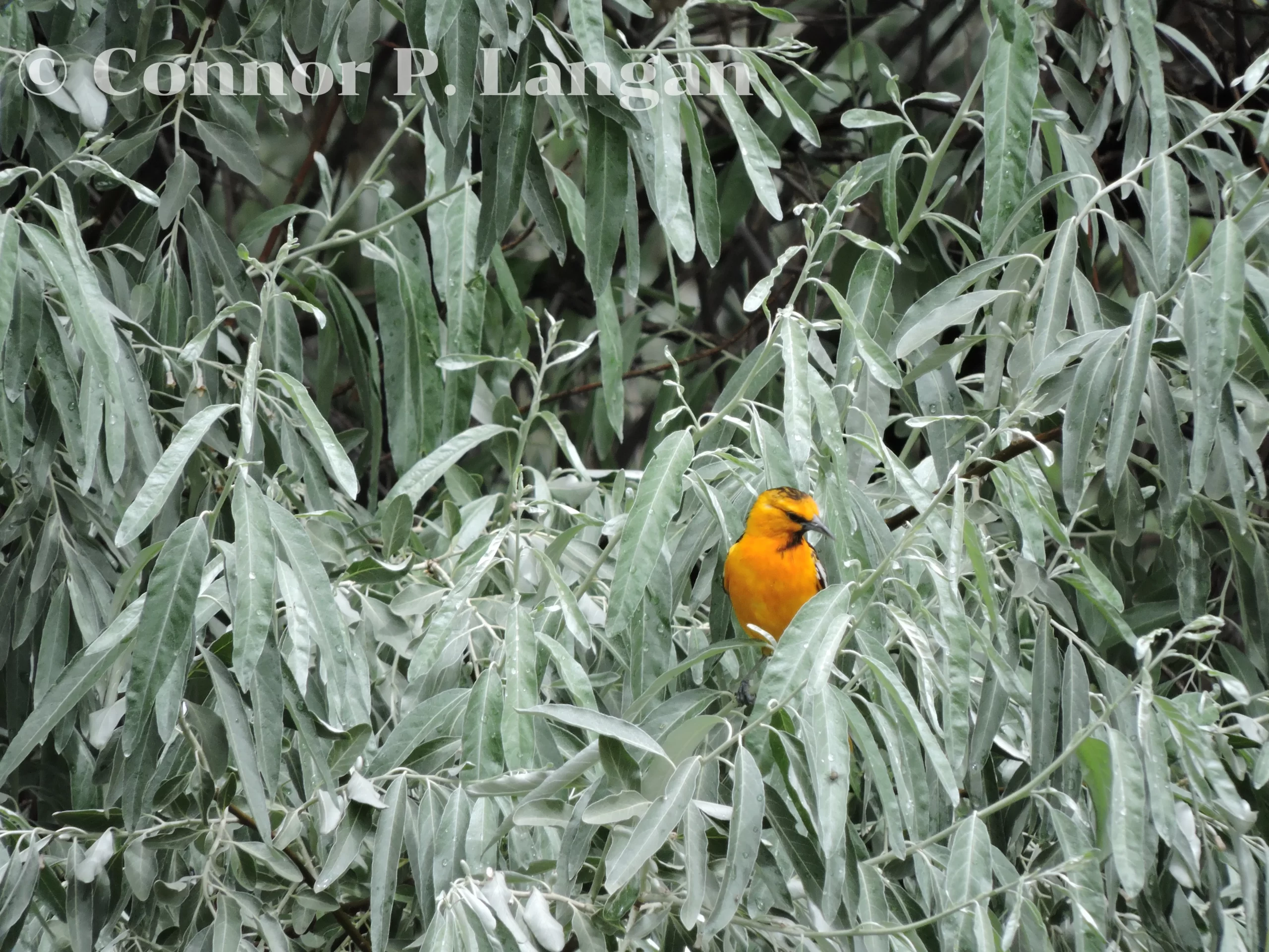 A male Bullock's Oriole perches in a tree adjacent to a creek.