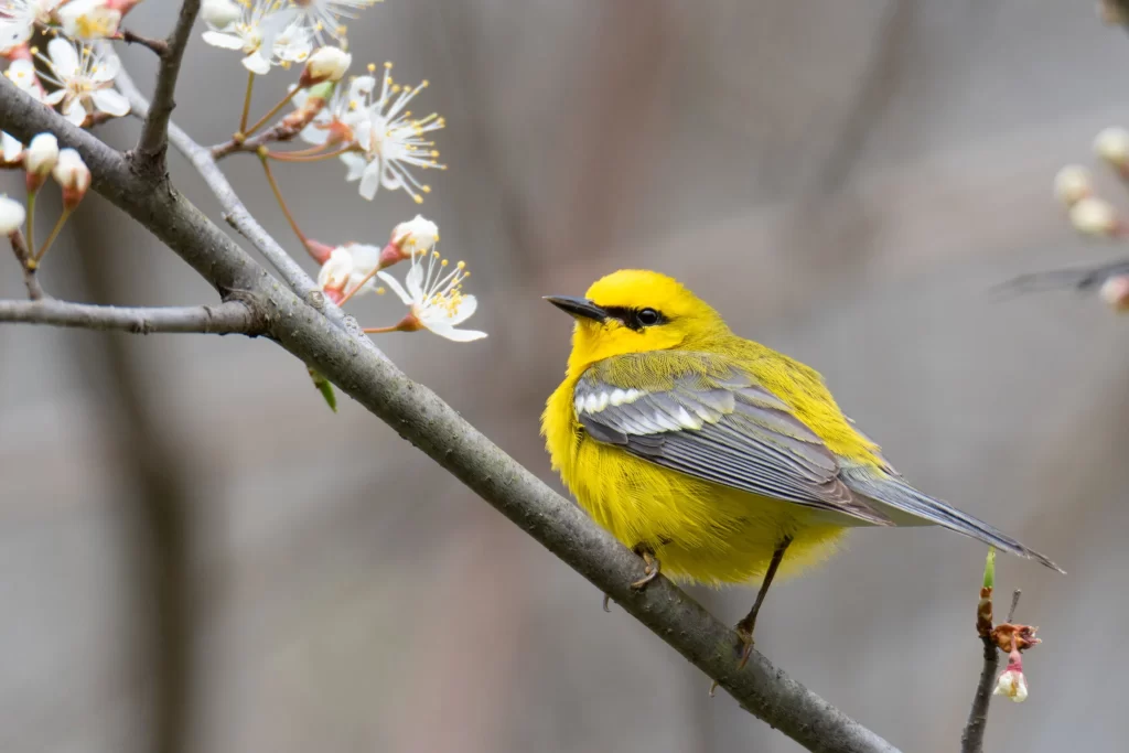 A Blue-winged Warbler perches on a flowering tree branch.