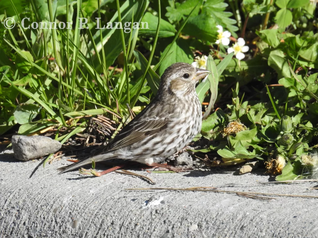 A female Cassin's Finch forages along the ground.