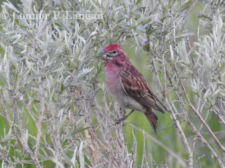 A male Cassin's Finch munches on a sagebrush plant.