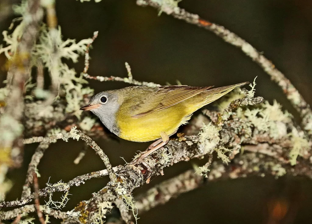 A Connecticut Warbler forages in a bog.