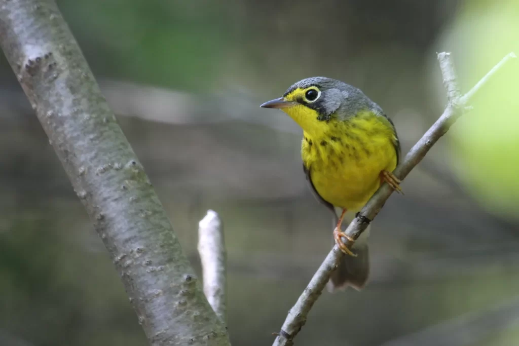 A Canada Warbler perches on a branch.