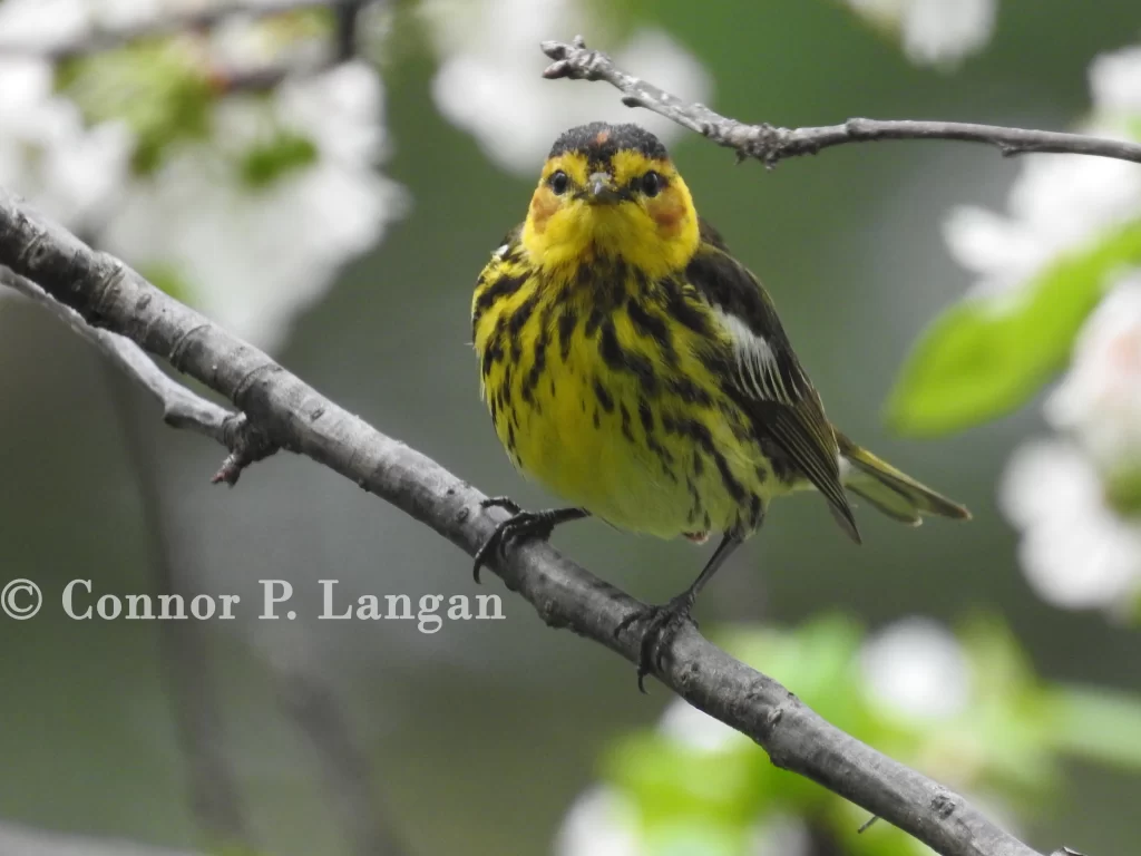 A male Cape May Warbler stares at the camera from a branch.