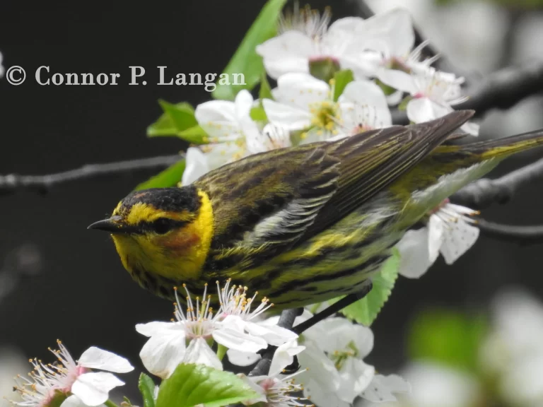 A male Cape May Warbler forages along a tree filled with cherry blossoms.