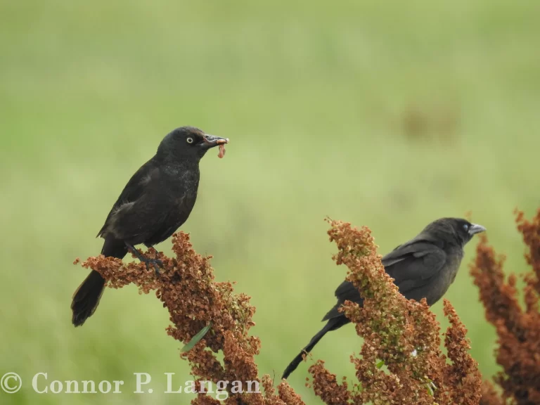 Two Common Grackles perch in plants along a pond. One carries food in its bill.