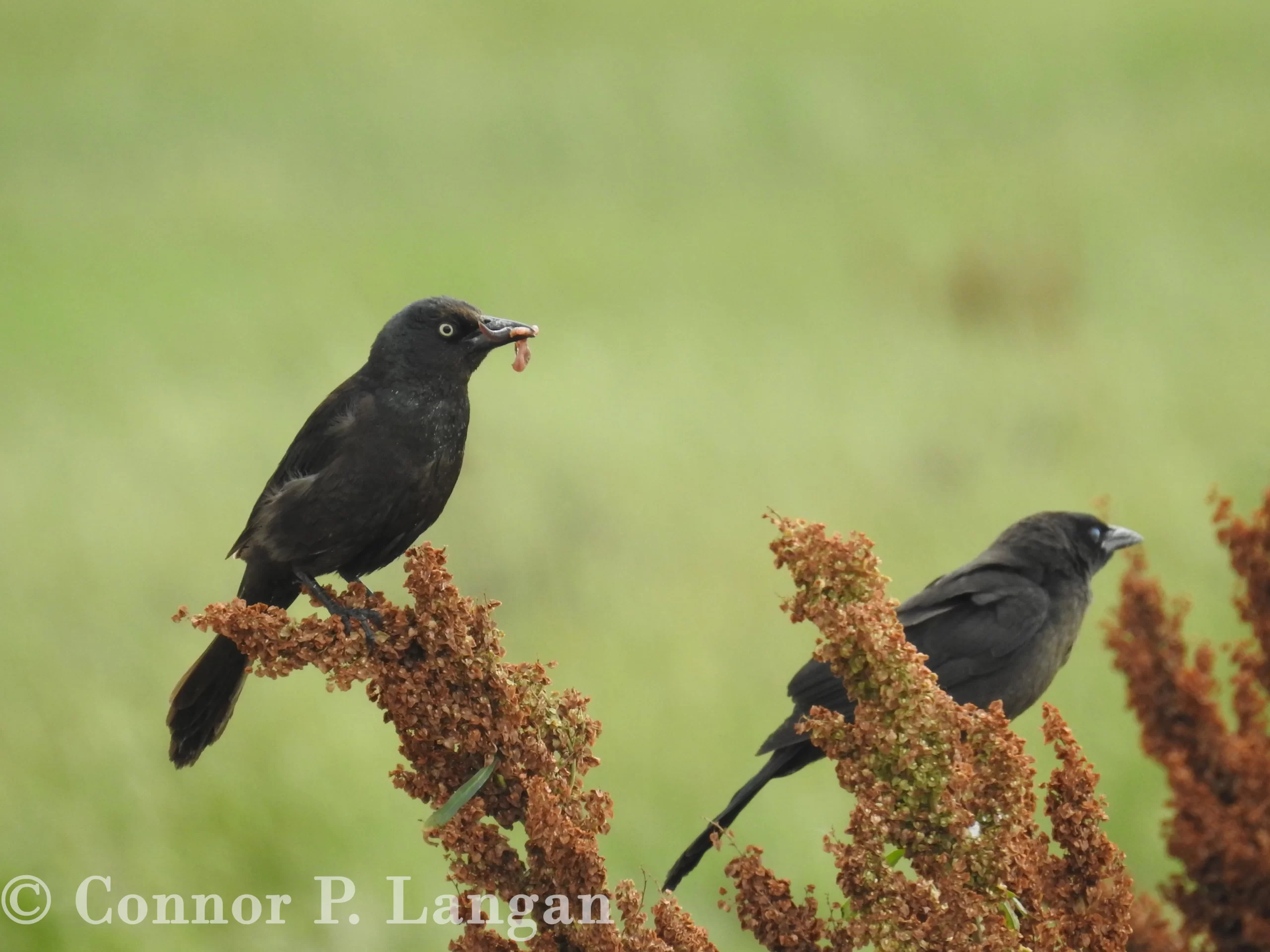 Two Common Grackles perch in plants along a pond. One carries food in its bill.