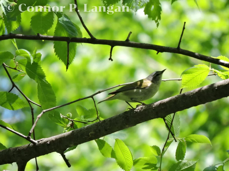 A Tennessee Warbler forages in a tree.