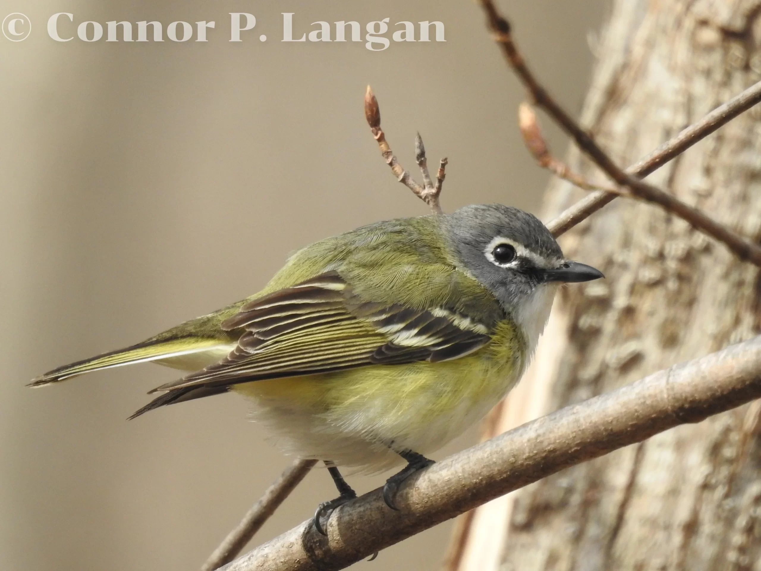 A Blue-headed Vireo perches in a tree in early spring.