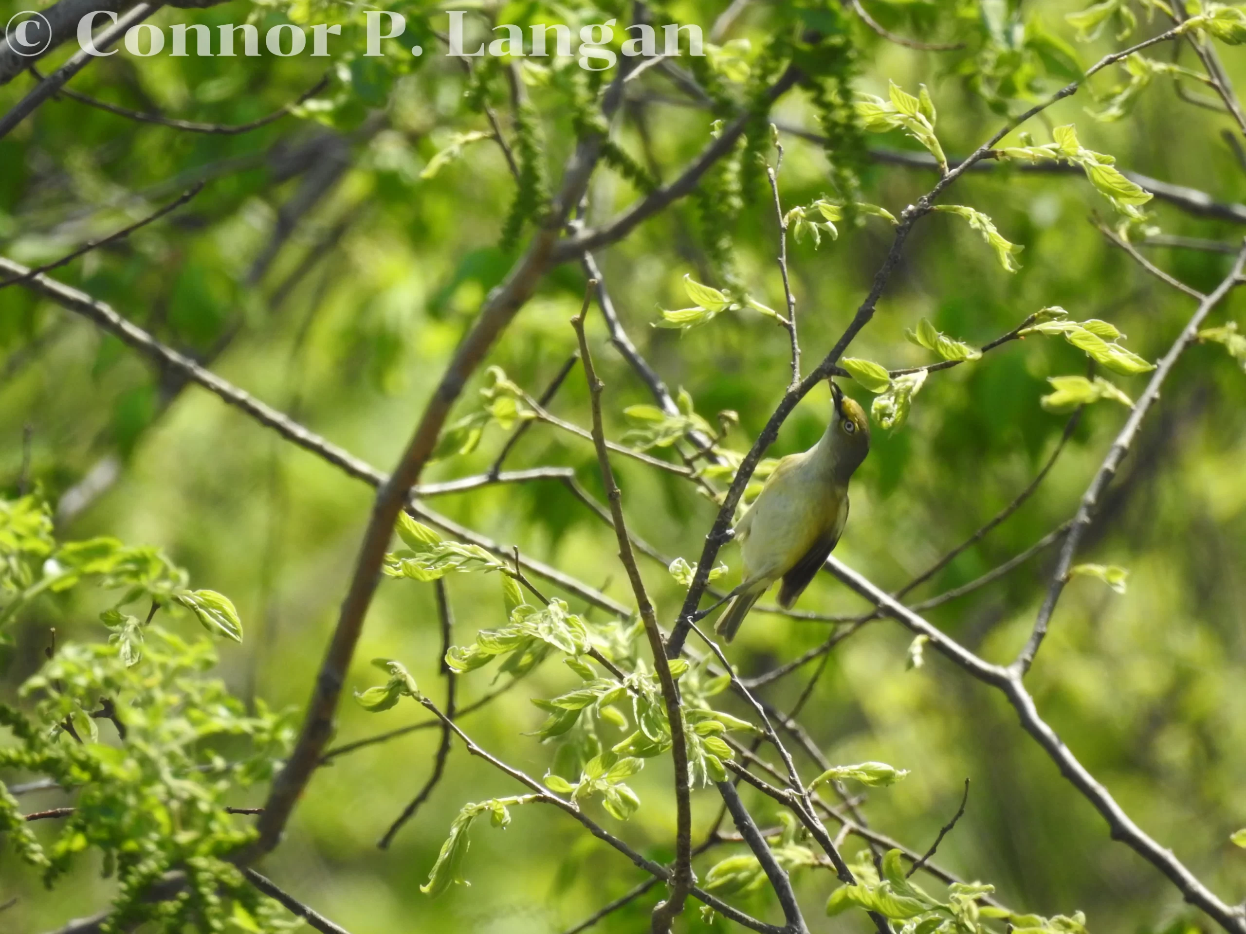 A White-eyed Vireo forages in a tree.