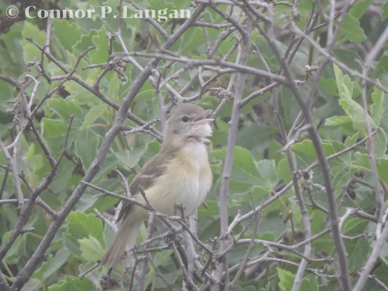 A Bell's Vireo sings from a shrub.