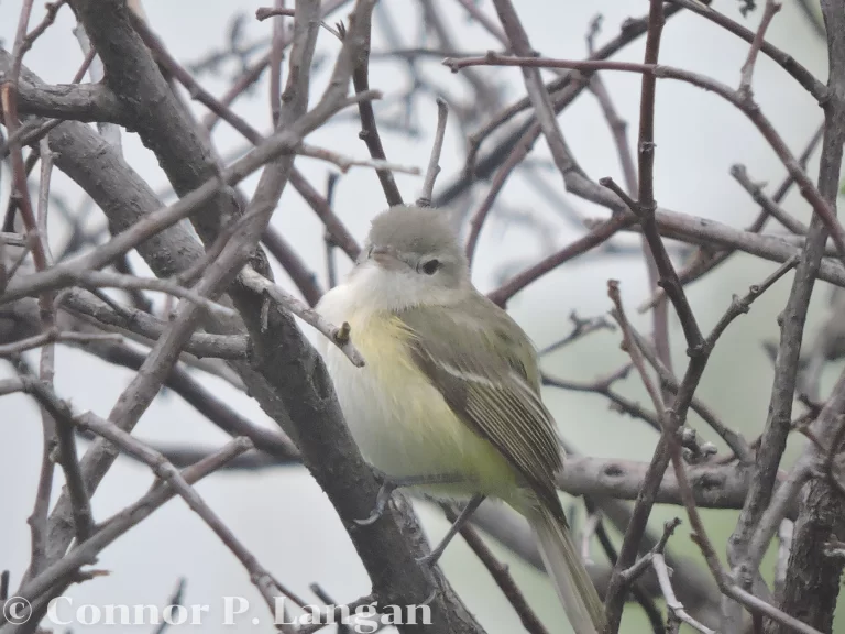 A Bell's Vireo perches in a leafless shrub.