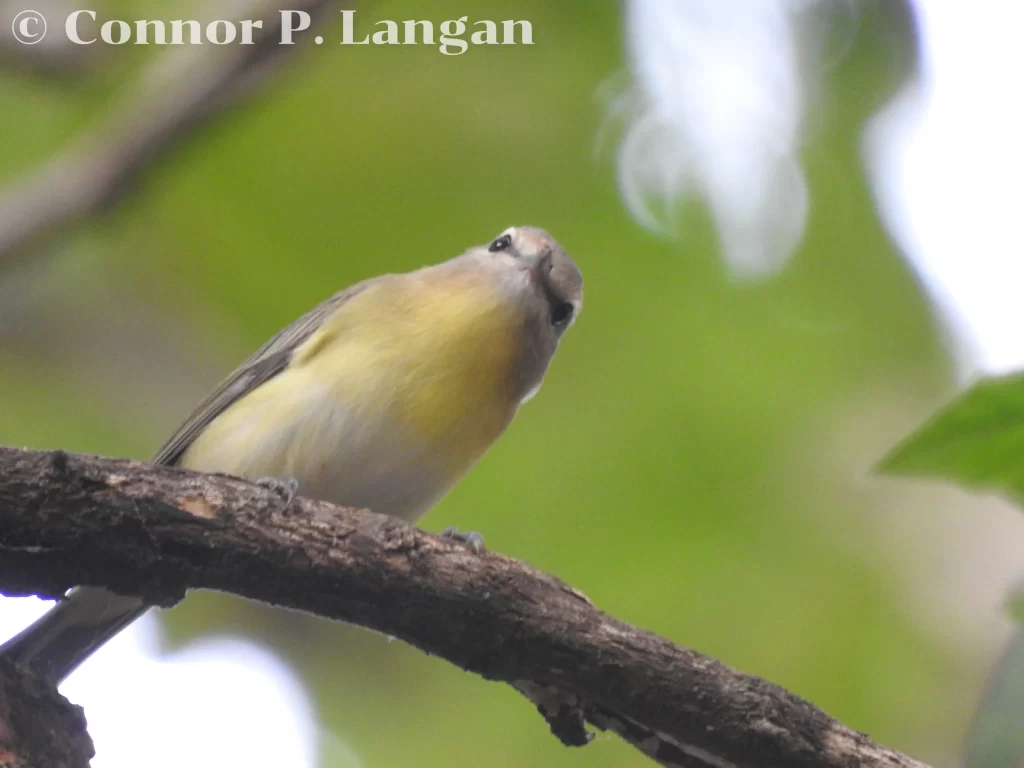 A Philadelphia Vireo scans below its forested perch.