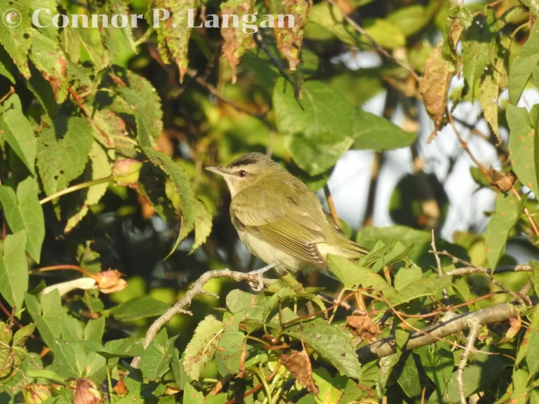 A Red-eyed Vireo perches in a shrub.