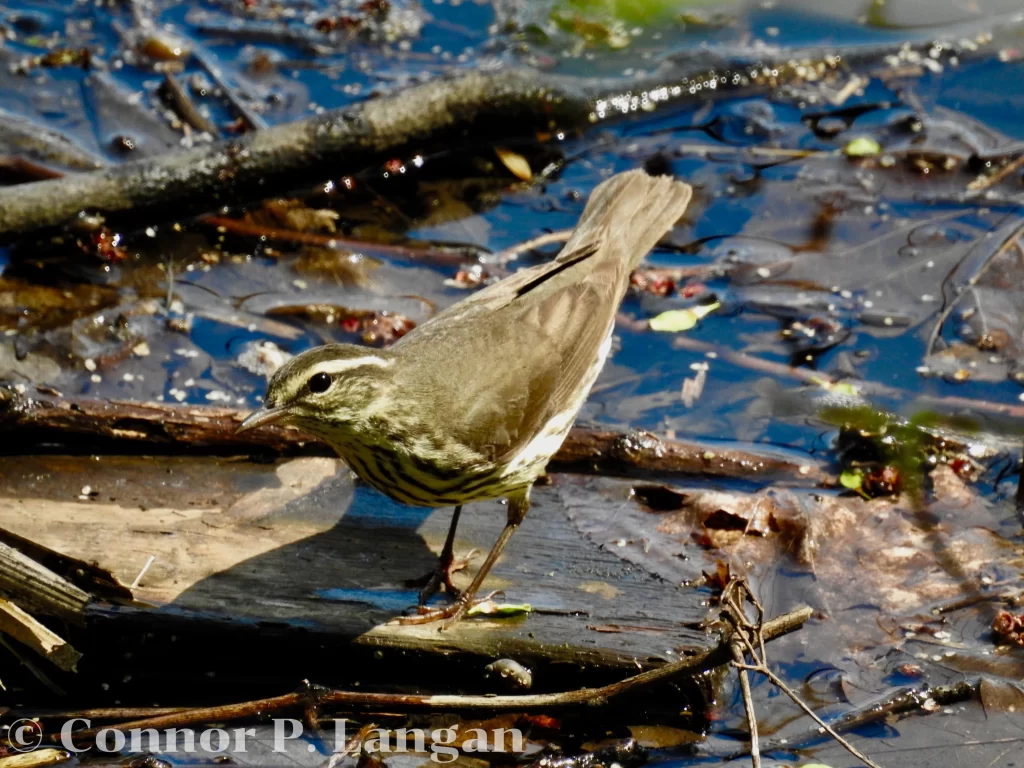 A Northern Waterthrush poses as it forages along a pond.