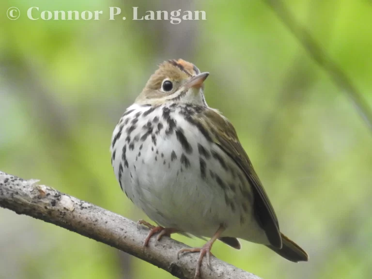 An Ovenbird faces forward as it sits on a branch.