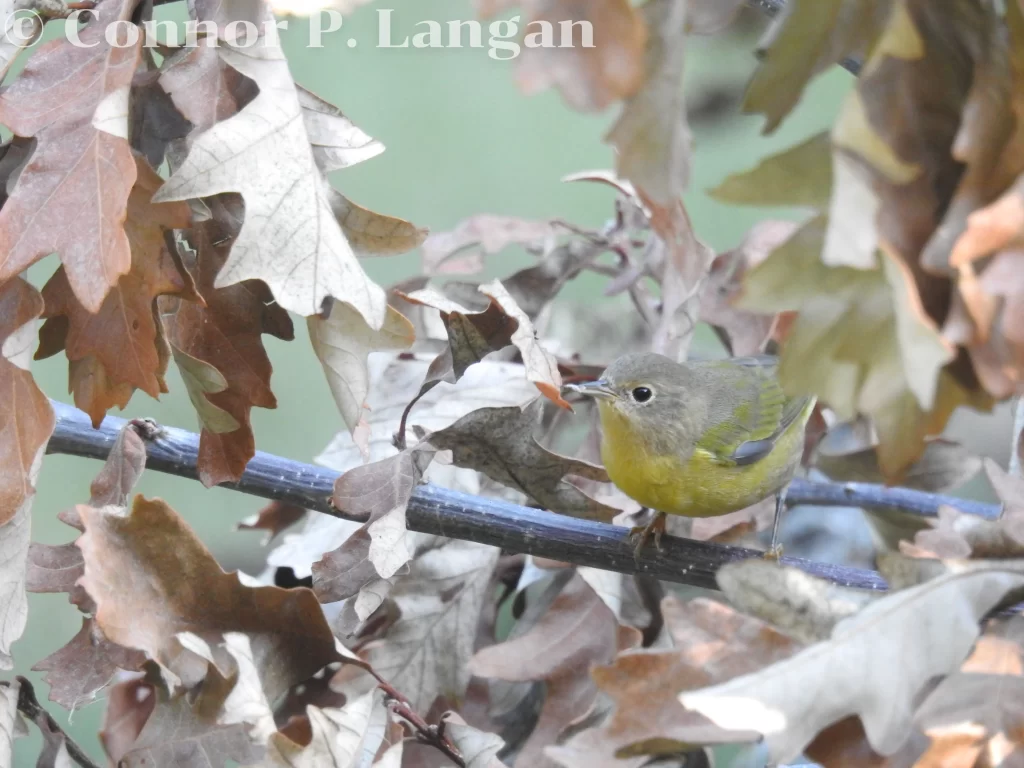 A Nashville Warbler eats an insect that it caught from a brush pile.