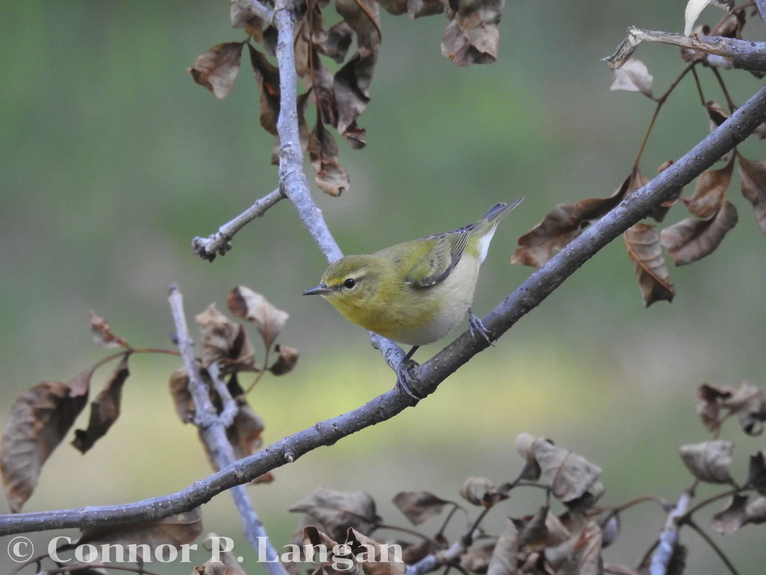 A Tennessee Warbler scans its surroundings from a brush pile.