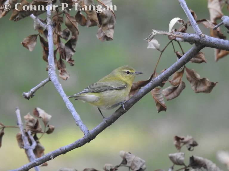 A Tennessee Warbler perches on a dead branch.