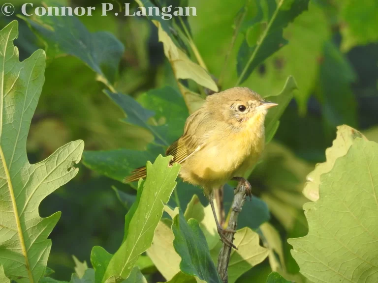 A female or immature Common Yellowthroat sits atop an oak tree branch.