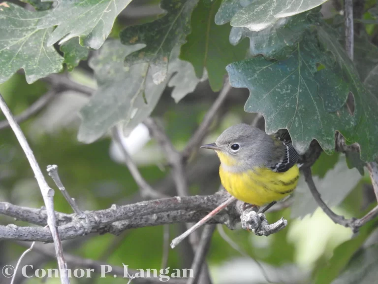 A female or immature Magnolia Warbler peers out from a young oak tree.