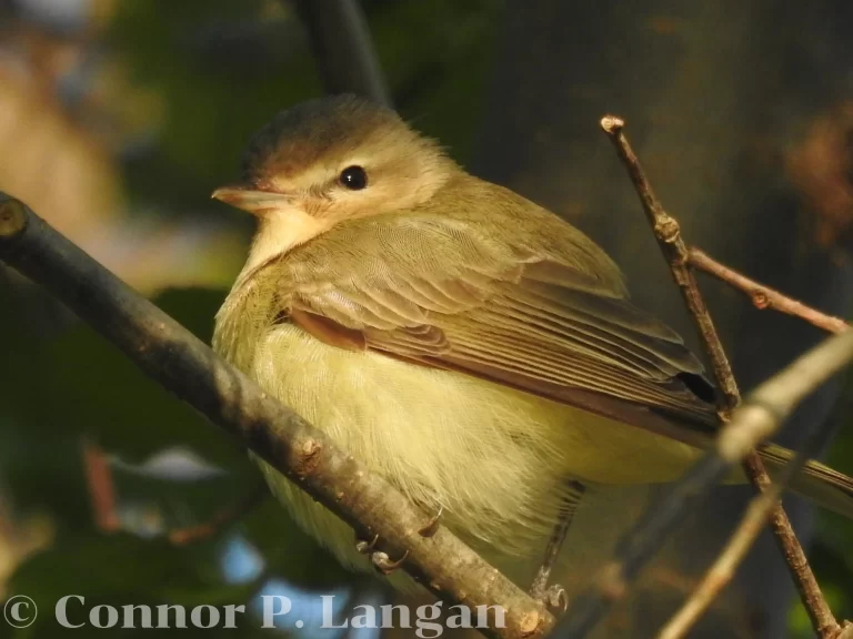 A Warbling Vireo rests in a tree.