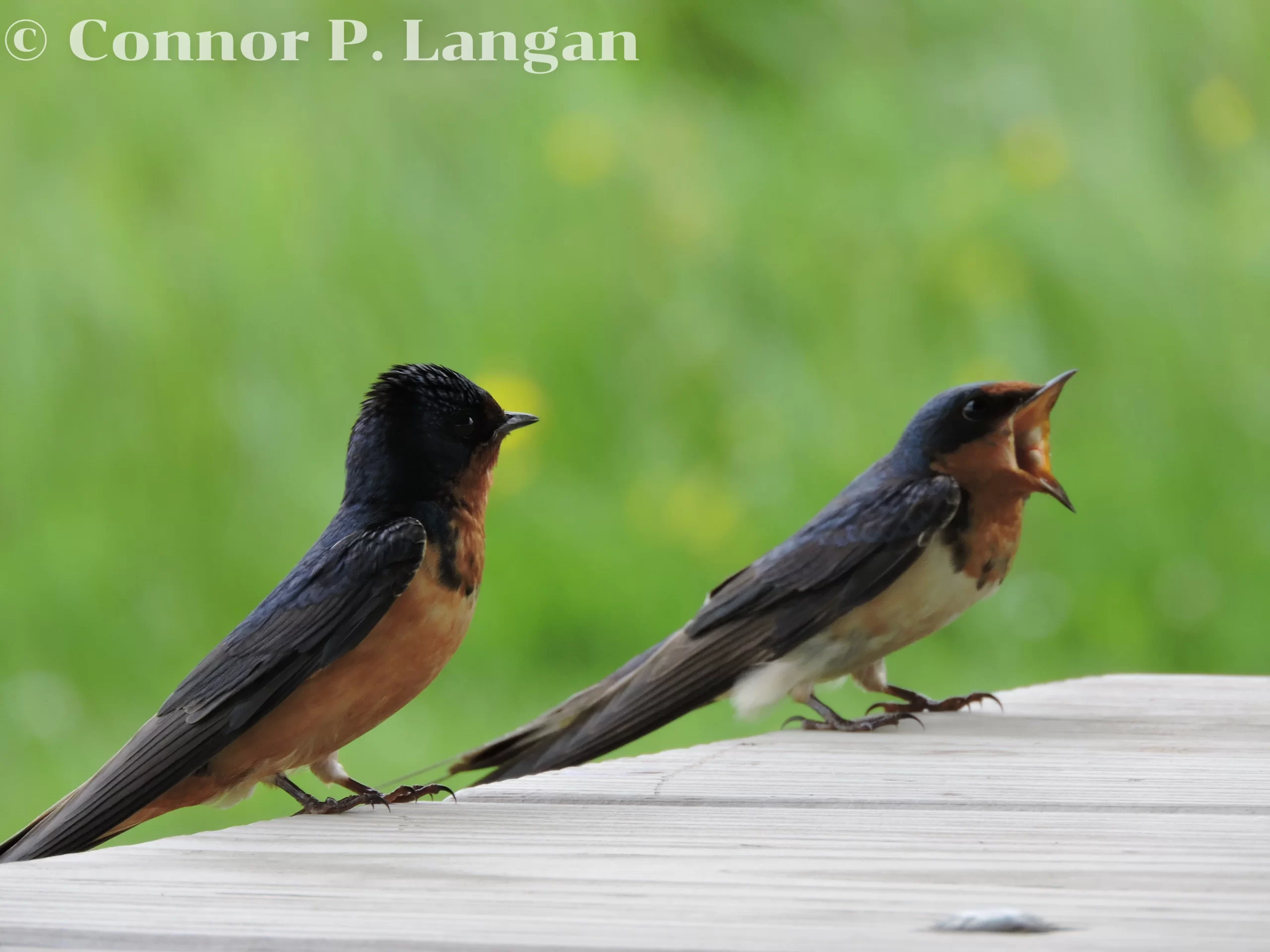 Two adult Barn Swallows perch at a picnic table. One opens its mouth wide.