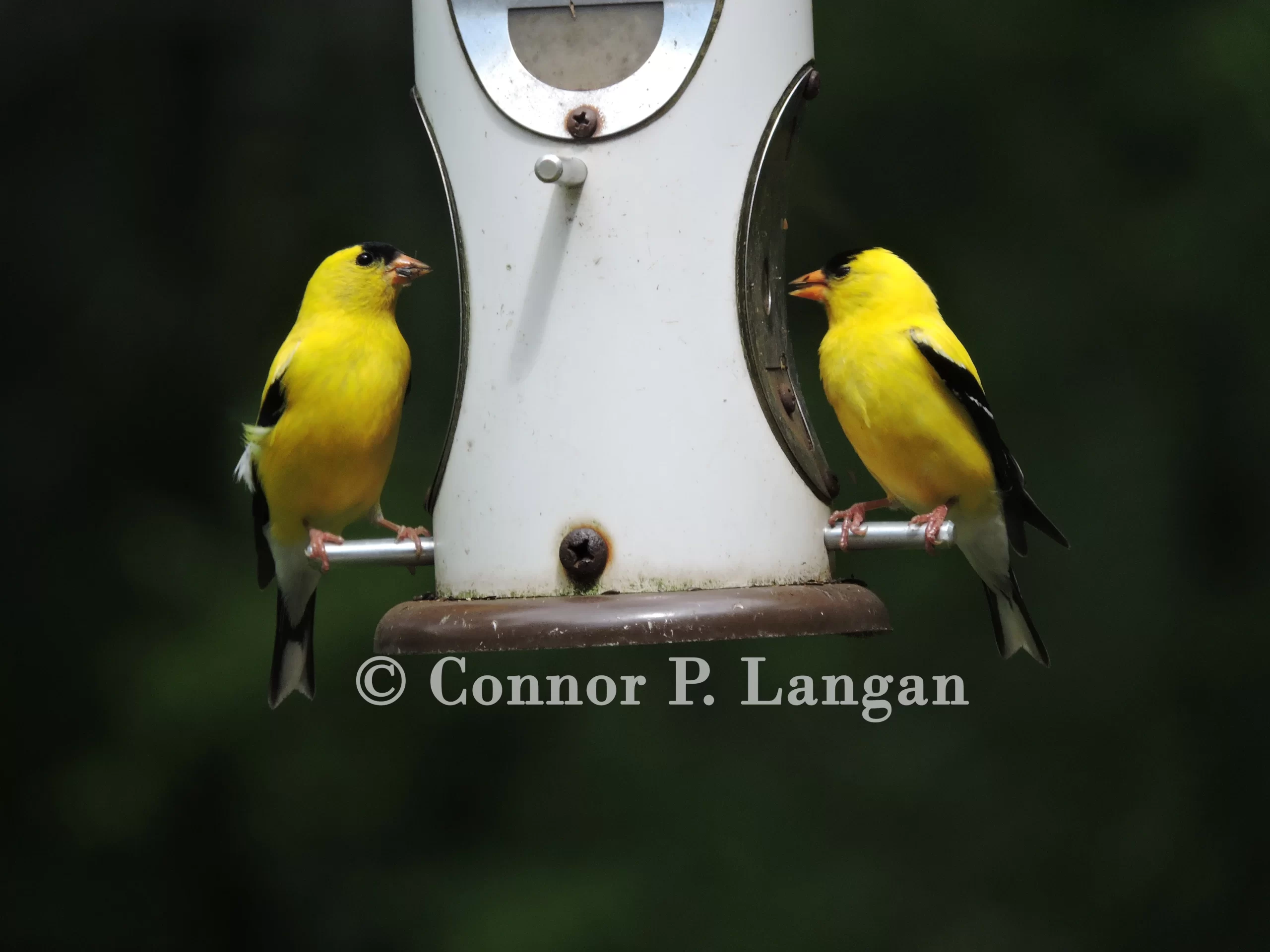 Two male American Goldfinches in breeding plumage eat seeds from a bird feeder.