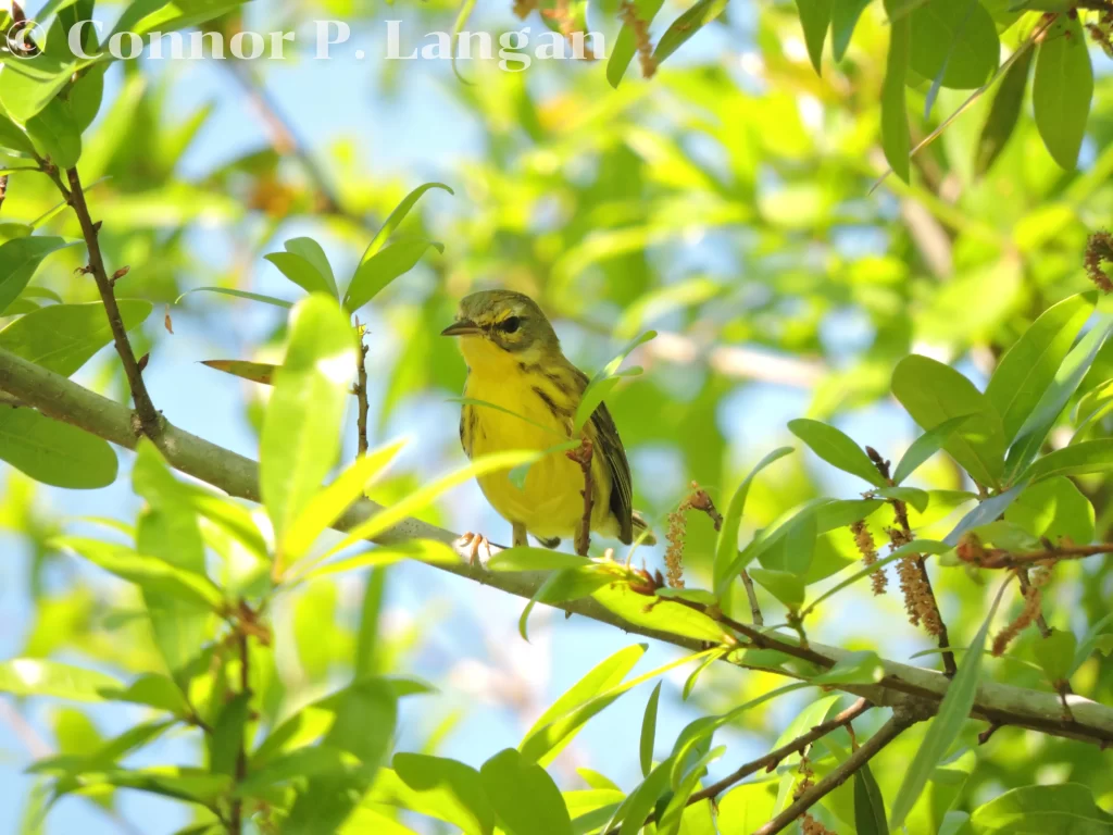 A female Prairie Warbler sits in a young tree.