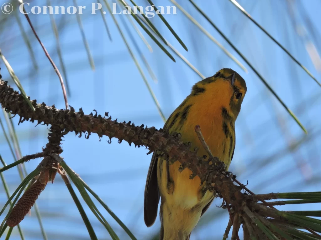 A male Prairie Warbler looks down from his pine tree perch.