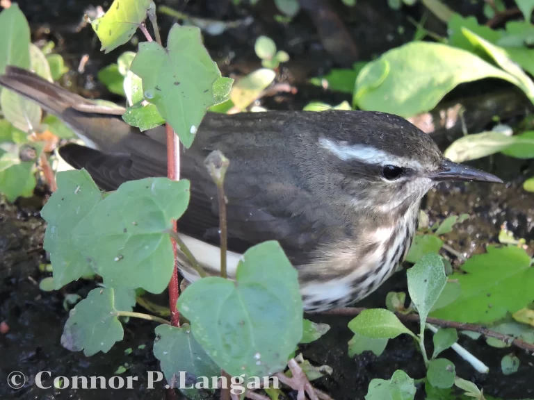 A Louisiana Waterthrush skulks along a pond.