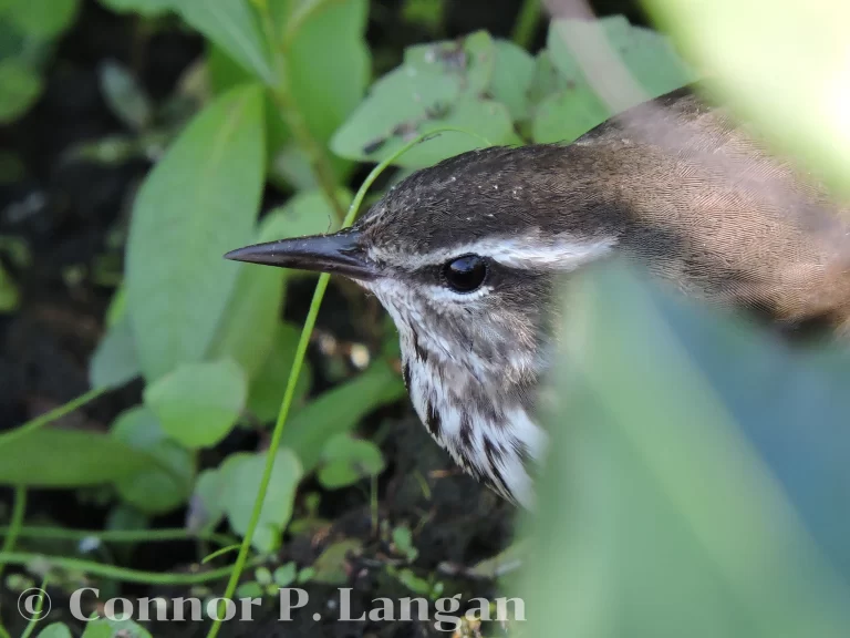 A closeup of a Louisiana Waterthrushes' face.